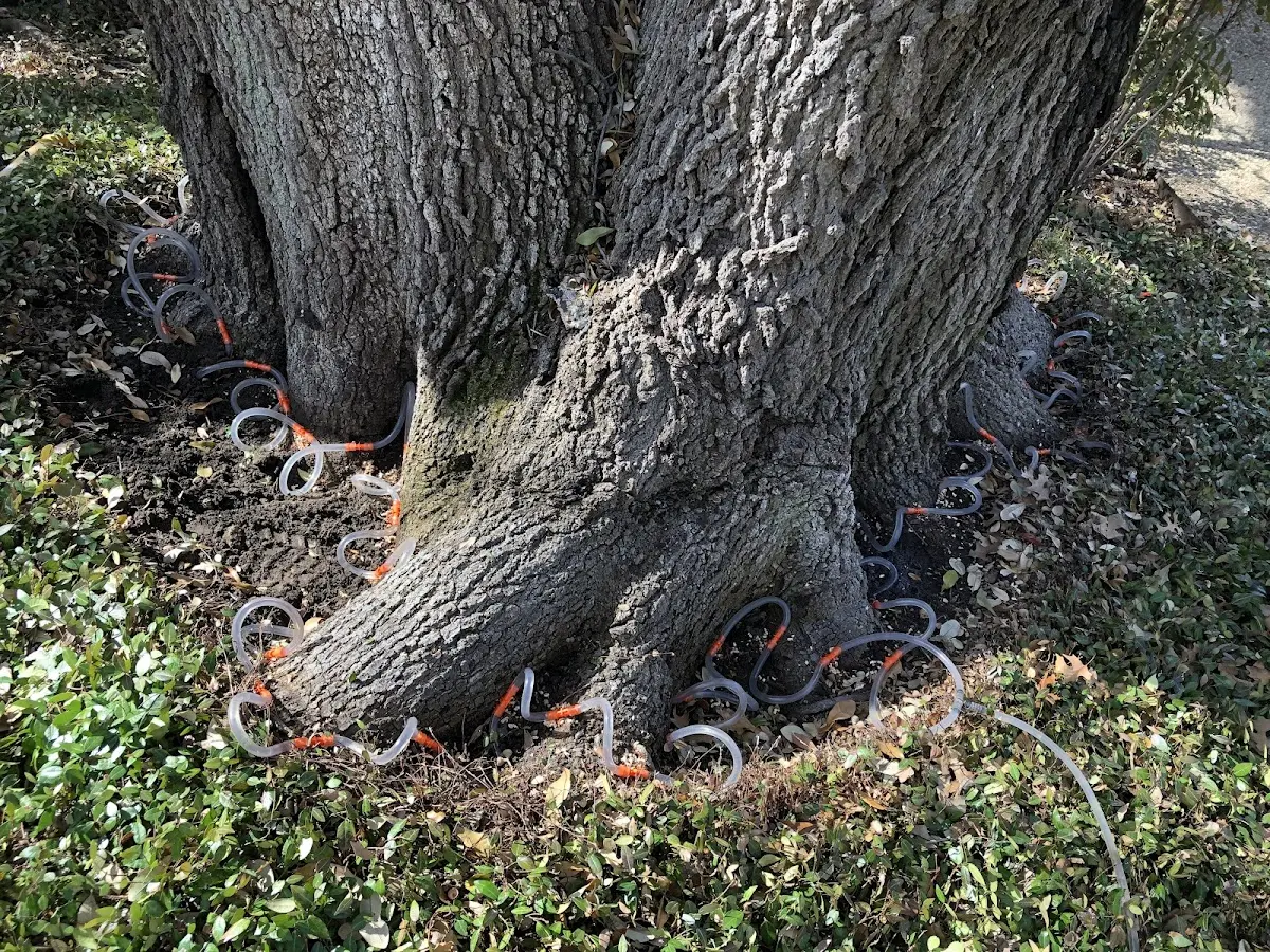 Detailed Tree Cabling and Bracing job site in Sharpsville